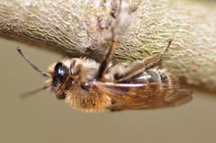 Andrena praecox